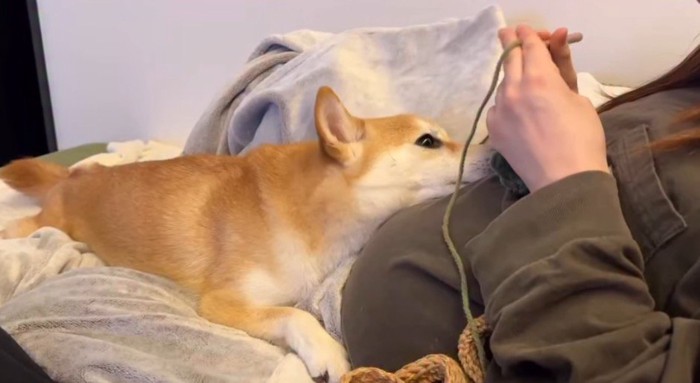 横になって編み物をする飼い主のお腹にアゴを乗せる犬