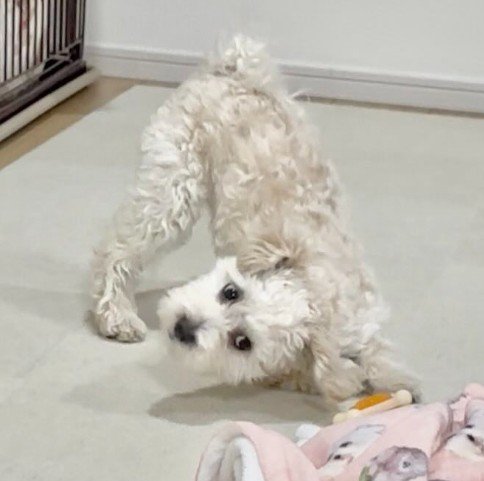 「やるならやってみろ!」