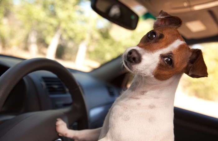 運転する犬