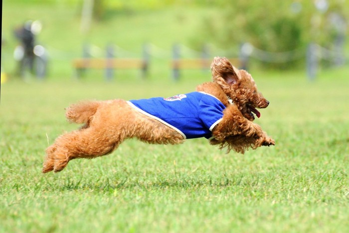 元気に走る犬