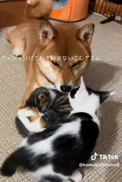 保護された子猫2匹