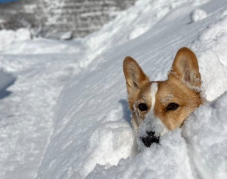 雪まみれ