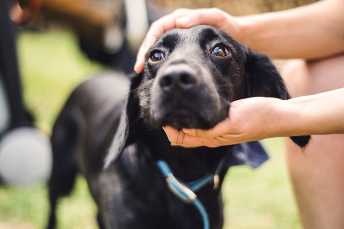 じっと見つめる黒い犬