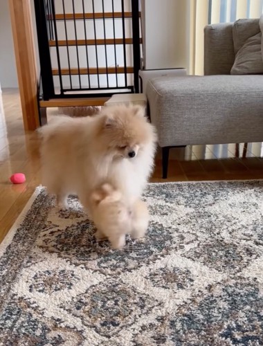 じゃれつく子犬と疲れ気味な先住犬