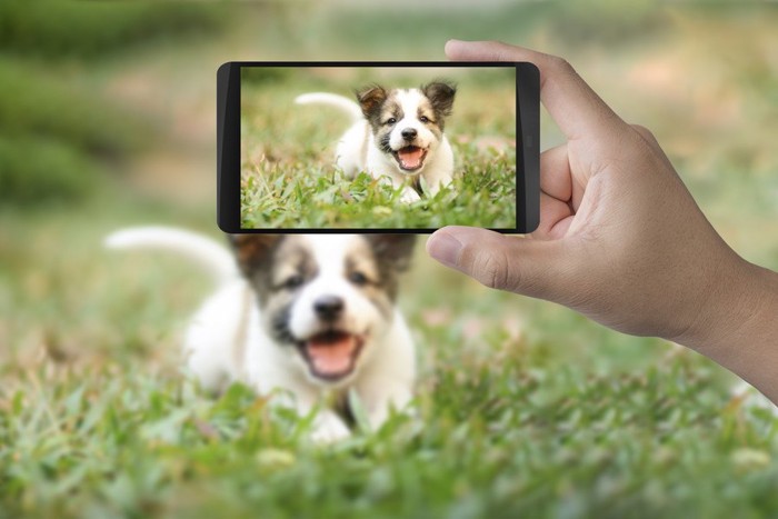 写真を取られる子犬