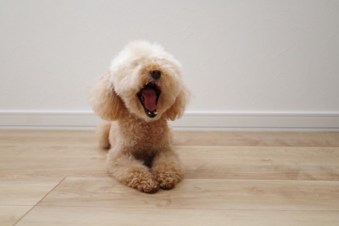 あくびをくり返す犬