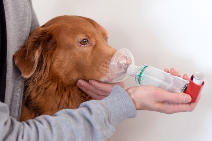 吸入器を使う犬