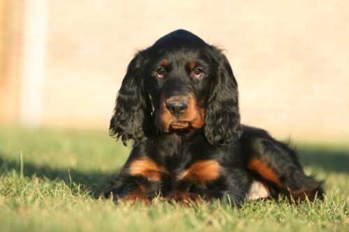 ゴードンセッターの子犬