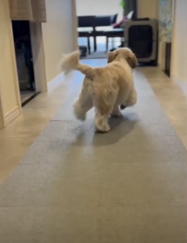 軽いステップの犬