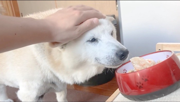 飼い主に頭を撫でられながら、ご飯を見つめる犬