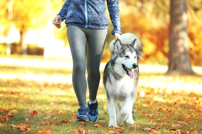 飼い主と一緒に公園を散歩するアラスカンマラミュート