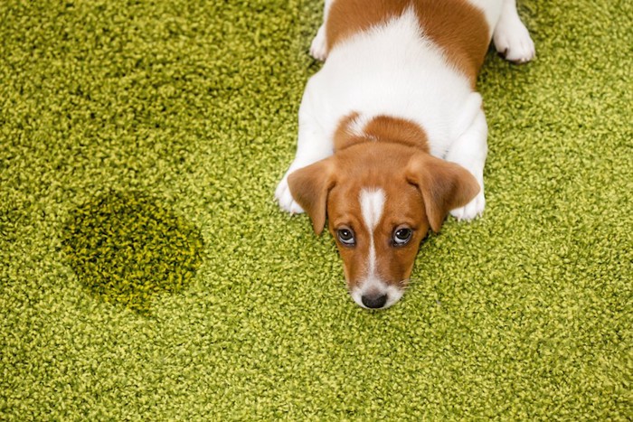 おもらしして上目遣いをする犬