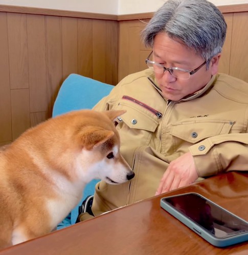 がっかりする柴犬