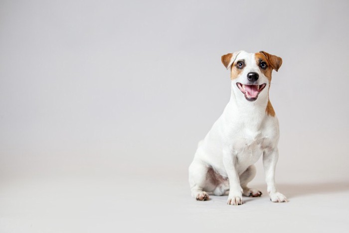 白い背景と犬