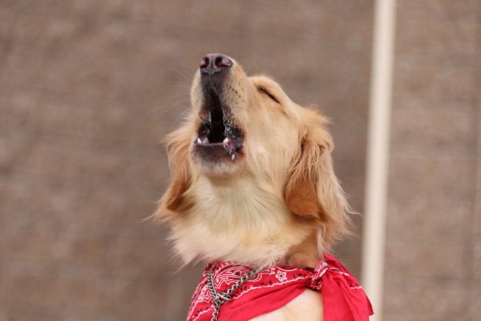 吠えている犬