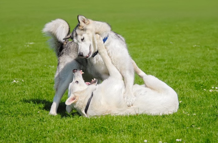 白い犬のけんか