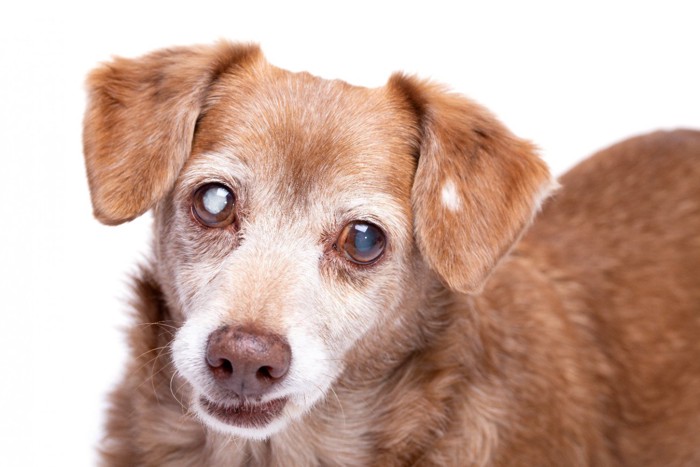 目が白く濁ってしまった犬