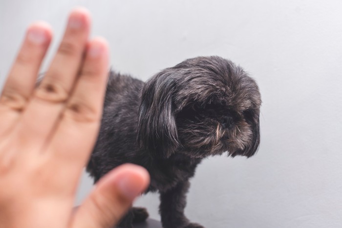 人に手で制止されている犬