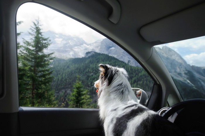 車内から外を見る犬