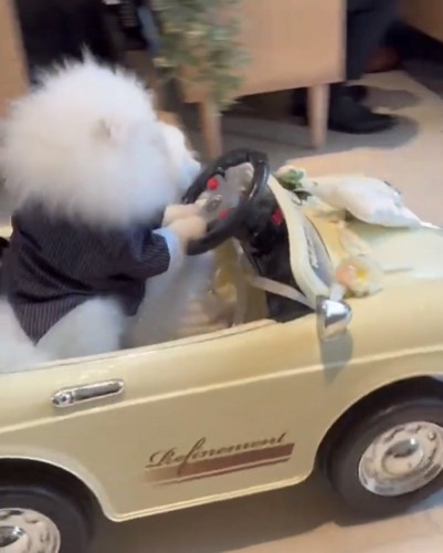 ハンドルを握る犬