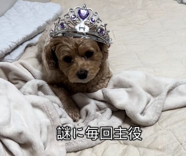 虚無顔の犬