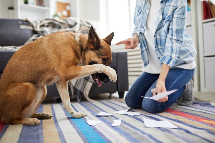 飼い主に怒られて顔を掻く犬