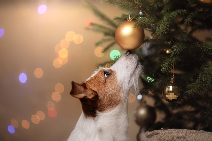 ツリーの匂いを嗅ぐ犬