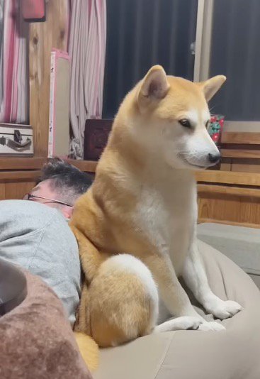 横になっている男性にお尻をくっつけて座る犬