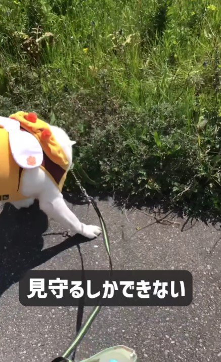 成犬になってからも続いた