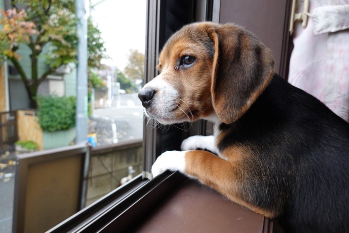 窓から外を眺める犬