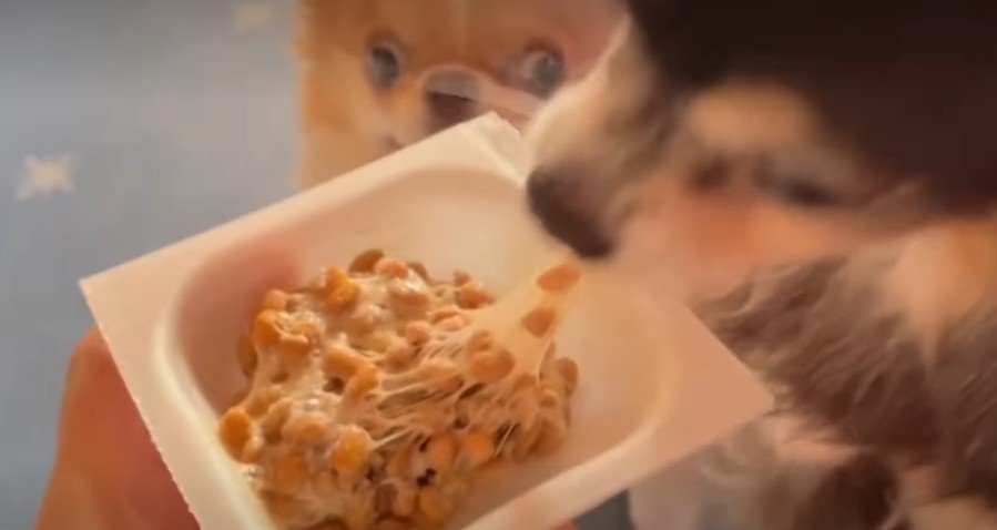 納豆をあげてみた