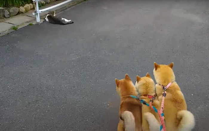 柴犬たちの後ろ姿と猫