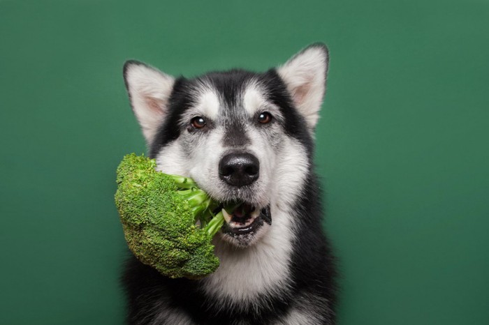 ブロッコリーをくわえた犬