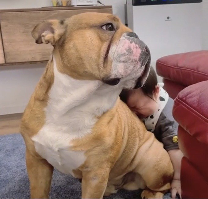 座る犬に顔を寄せる赤ちゃん