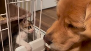 ケージ越しに見つめ合う子猫とゴールデンレトリバー