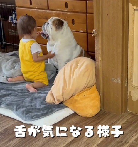犬の舌に手を伸ばす子ども