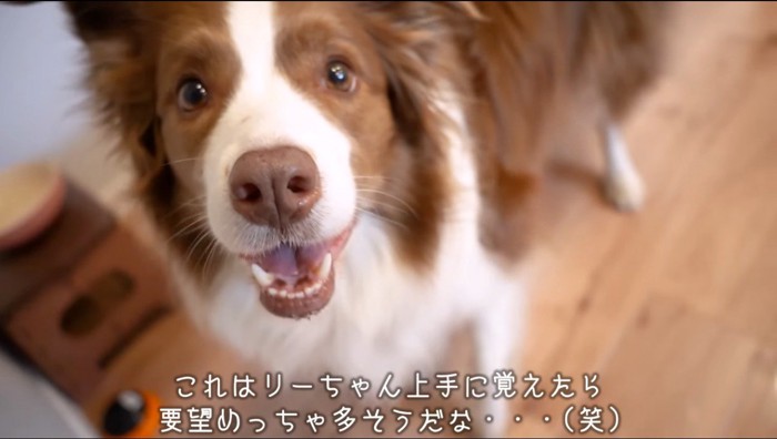 カメラを見上げる犬