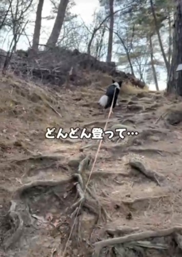 山道を登る犬