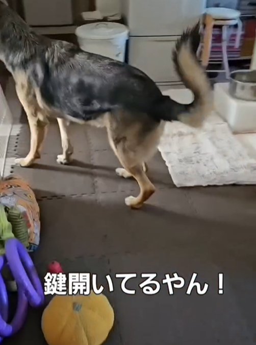 横向きの犬