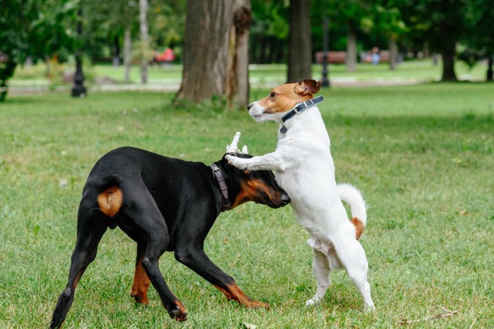 ドーベルマンの子犬とジャックラッセルテリア