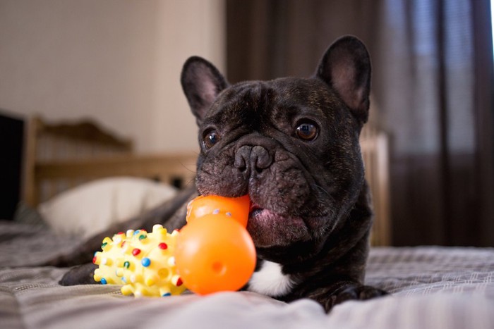 ベッドの上でおもちゃで遊ぶ犬