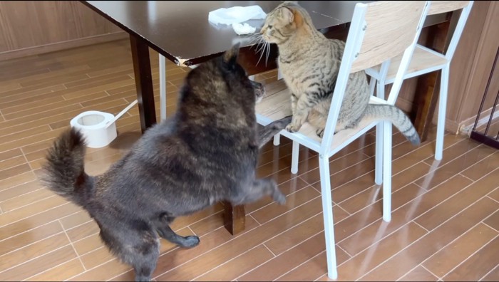 猫の乗った椅子に前足をかける犬