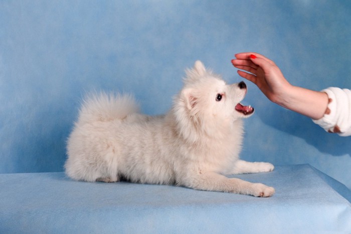 手に警戒する子犬