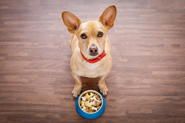 ご飯の前に座って指示を待つ犬