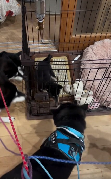 顔を前に出すかぜちよくん