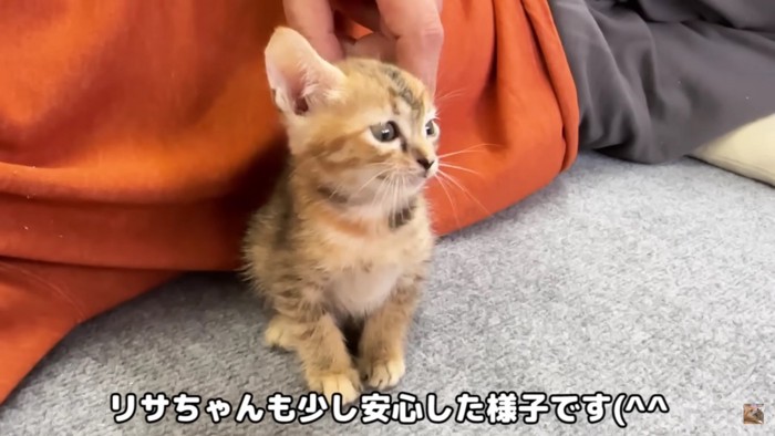 警戒心が溶け始めたリサちゃん