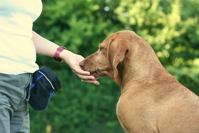 ご褒美におやつをもらう犬