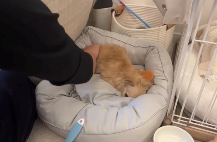 ベッドで撫でられる犬
