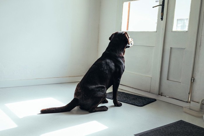 ドアの前に座り込む犬