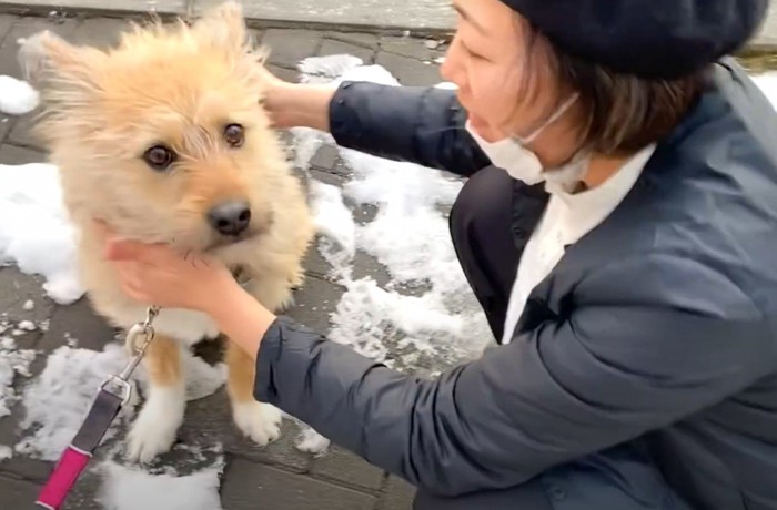 座った犬の顔を触る人